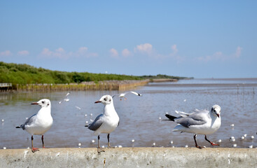 Seagull portrait against sea shore. Close up view of bird seagull sitting on the edge of the bridge at Bangpu Recreation Center, Samut Prakan, Thailand
