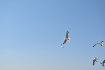 The seagulls on air above the sea water surface view horizon at Samutprakan, Thailand