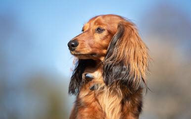 Obraz premium nice dog