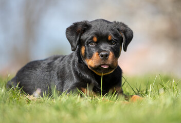 Happy Rottweiler puppy outdoor