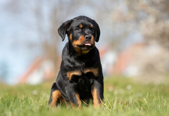 Happy Rottweiler puppy outdoor