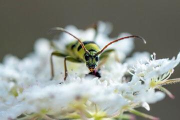 Close up  beautiful  yellov insect in the garden