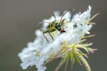 Close up  beautiful  yellov insect in the garden