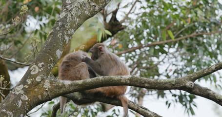 Monkey helps delousing each other