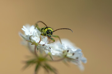 Close up  beautiful  yellov insect in the garden