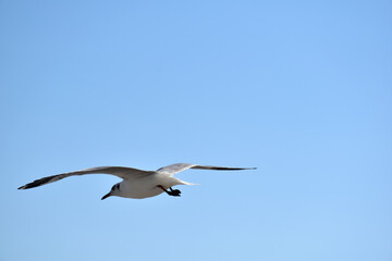 The seagulls on air above the sea water surface view horizon at Samutprakan, Thailand
