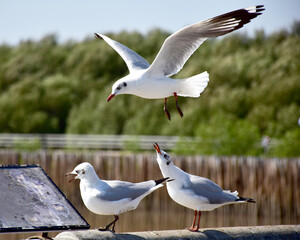 The seagulls on air above the sea water surface view horizon at Samutprakan, Thailand