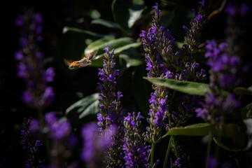 volando libre entre las flores