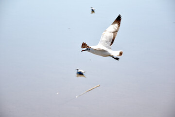 The seagulls on air above the sea water surface view horizon at Samutprakan, Thailand