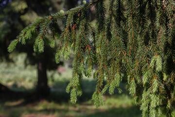 Young tassels of spruce are illuminated by the morning sun. Branches after the rain in the summer...