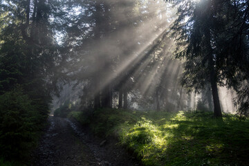 Obraz premium Forest hiker's road under sunrise sunbeams. Foggy summer forest backlight with sun creating fantastic scenery