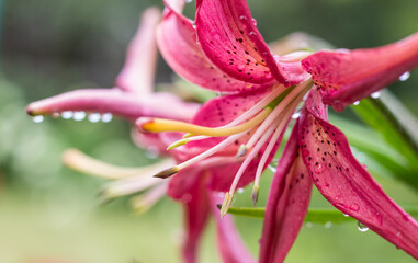 pink lilies after rain