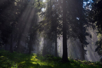 Fototapeta na wymiar Foggy summer forest backlight with sun creating fantastic scenery, Carpathians mountains, Ukraine