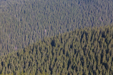 Aerial landscape view of the woodland background forming a graphic texture