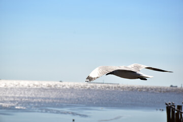 Fototapeta premium The seagulls on air above the sea water surface view horizon at Samutprakan, Thailand