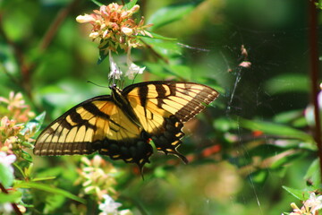 Butterfly on a flower
