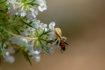 spider feasting on fly. Macro photo