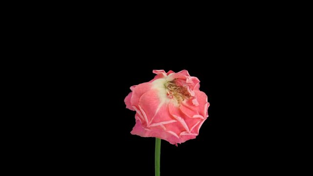 Time-lapse of dying pink Lorena rose 2x1 in PNG+ format with ALPHA transparency channel isolated on black background

