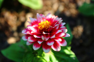 Pink dahlia flower