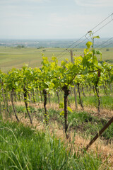 Fototapeta na wymiar Vines and vine plants in the Southern Palatinate in Germany