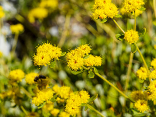 Eriogonum Umbellatum | Inflorescence en détail d'une fleur de soufre 'shasta sulfur' en ombelle...