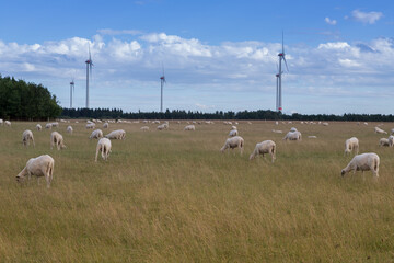 Schafherde im Nationapark Eifel mit einem Windpark im Hintergrund. 