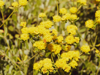 Eriogonum Umbellatum polyanthum | Grappes de fleurs de soufre ou ' shasta sulfur', ou shasta...