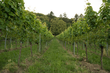Vines and vine plants in the Southern Palatinate in Germany