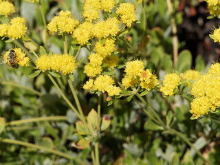 Eriogonum Umbellatum polyanthum | Grappes de fleurs de soufre ou ' shasta sulfur', ou shasta sarrasin visitée par une abeille