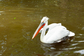 wild white pelican with feathers and wings and an orange beak on the surface of a lake in the wild....