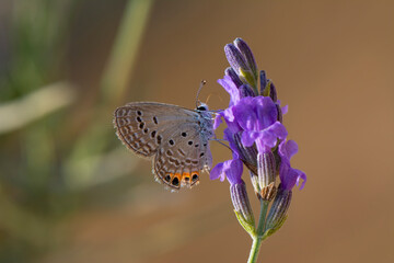 Closeup beautiful butterfly sitting on the lavender flower in a summer garden