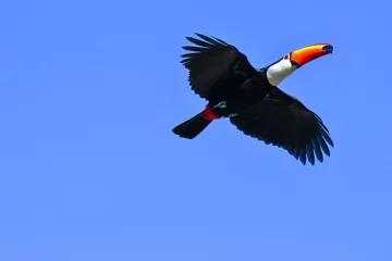 Printed roller blinds Toco Toucan flying with open wings in the clear blue sky. Large tropical Amazon tucan in flight