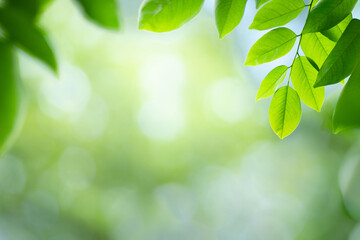 Fresh green leaf in sunny day for nature background with copy space.