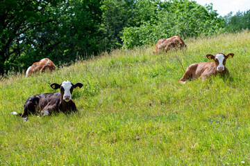 cows in the meadow