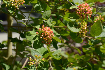 unripe berries of viburnum lantana on branches