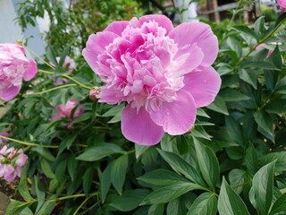 A close-up shot of an astonishing pink flower