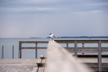 Seagull pier dock