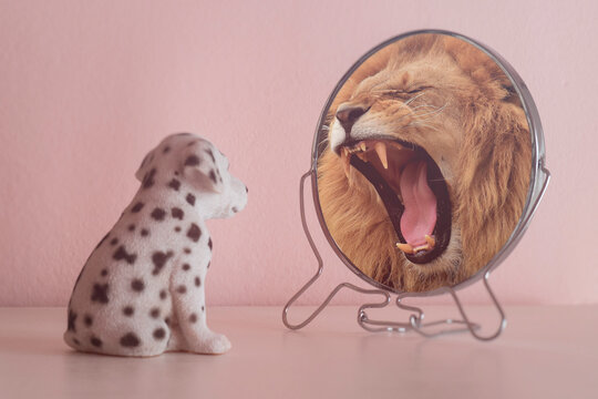 Cute little dog looks in the mirror and sees himself reflected like a lion. Self-confidence concept. Business or personal growth or dalmatian's attitude