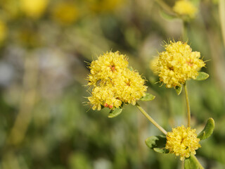 Eriogonum Umbellatum | Inflorescence en détail d'une fleur de soufre ou shasta sarrasinen ombelle ronde de couleur jaune soufré à l'extrêmité de tiges florales