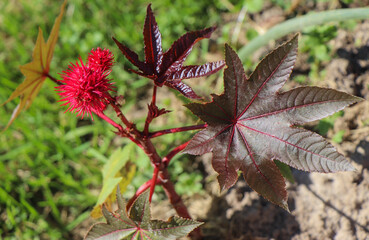 red chestnut small spiny plant