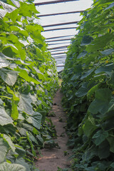 greenhouse cucumbers grown for sale