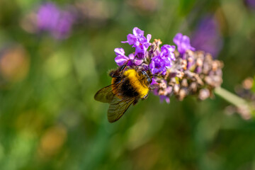 Close-Up Of Bumblebee On Lavender  Bee pollinating lavender