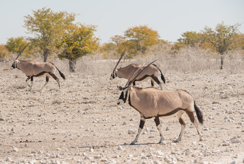 Oryxantilopen im Naturreservat Etosha Nationalpark Namibia Südafrika