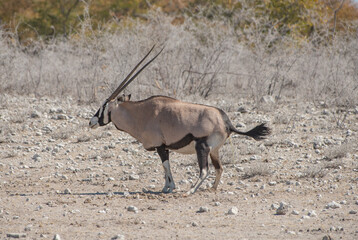 Oryxantilopen im Naturreservat Etosha Nationalpark Namibia Südafrika