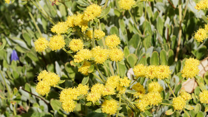 Eriogonum Umbellatum | Grappes de fleurs de soufre ou  shasta sarrasin de couleur jaune