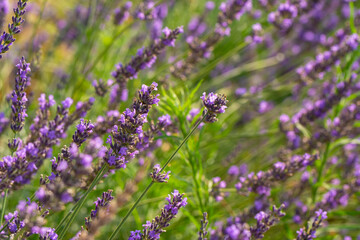 Lavender flower, selective and soft focus on lavender flowers.