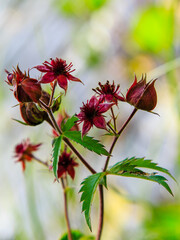 Comarum palustre. Inflorescence of marsh cinquefoil