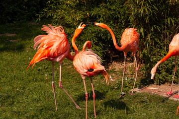 roup of wild pink flamingo near the lak
