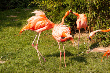 roup of wild pink flamingo near the lak