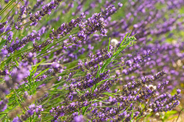 Lavender flower, selective and soft focus on lavender flowers.